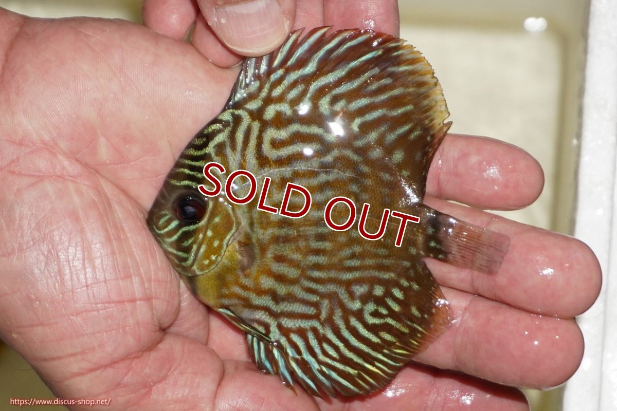 画像1: 【ワイルドディスカス】【通販】【３年ぶりの入荷】ラーゴスララロイヤル　ヤングスター【個体販売】9-10ｃｍ（生体）ラーゴスララ産 (1)