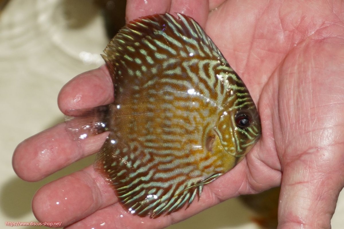 画像2: 【ワイルドディスカス】【通販】【３年ぶりの入荷】ラーゴスララロイヤル　ヤングスター【個体販売】9-10ｃｍ（生体）ラーゴスララ産 (2)