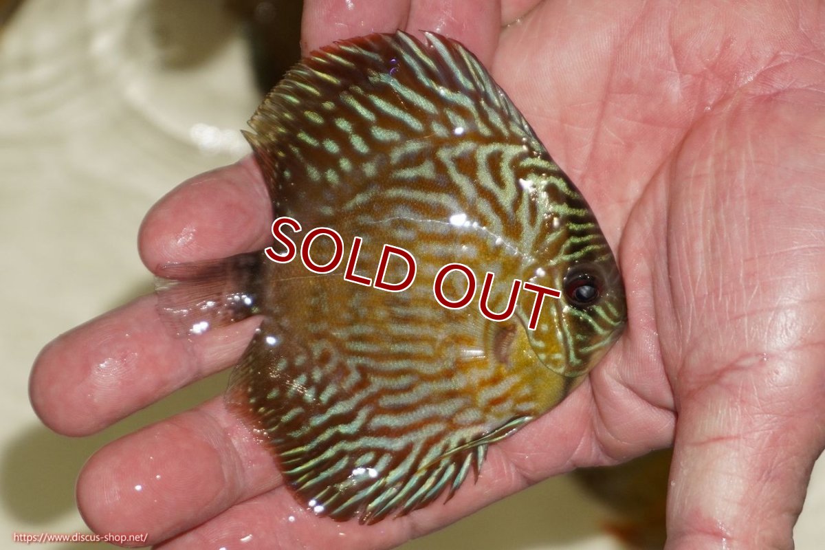 画像2: 【ワイルドディスカス】【通販】【３年ぶりの入荷】ラーゴスララロイヤル　ヤングスター【個体販売】9-10ｃｍ（生体）ラーゴスララ産 (2)