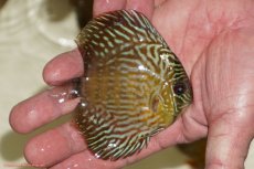 画像2: 【ワイルドディスカス】【通販】【３年ぶりの入荷】ラーゴスララロイヤル　ヤングスター【個体販売】9-10ｃｍ（生体）ラーゴスララ産 (2)