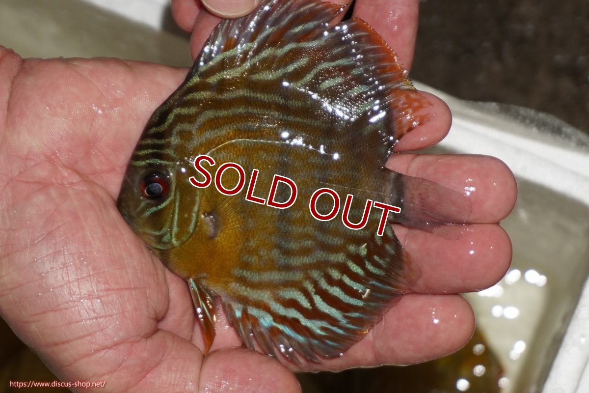 画像1: 【ワイルドディスカス】【通販】【３年ぶりの入荷】ラーゴスララロイヤル　ヤングスター【個体販売】9-10ｃｍ（生体）ラーゴスララ産 (1)