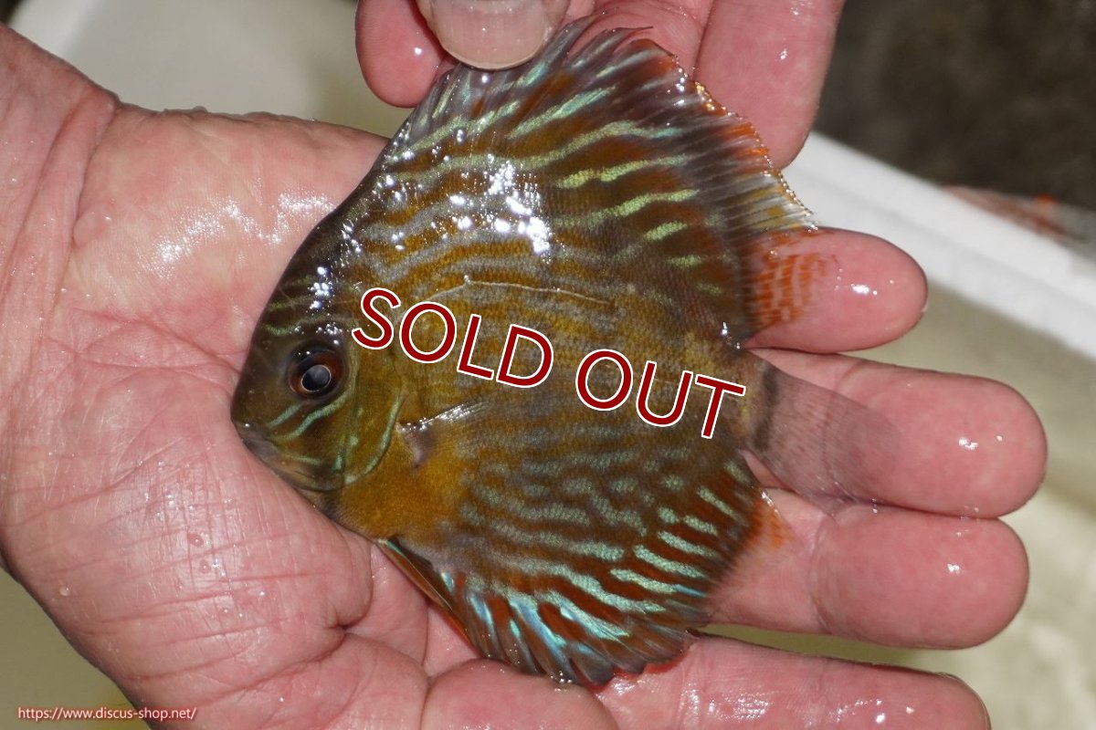 画像1: 【ワイルドディスカス】【通販】【３年ぶりの入荷】ラーゴスララロイヤル　ヤングスター【個体販売】9-10ｃｍ（生体）ラーゴスララ産 (1)