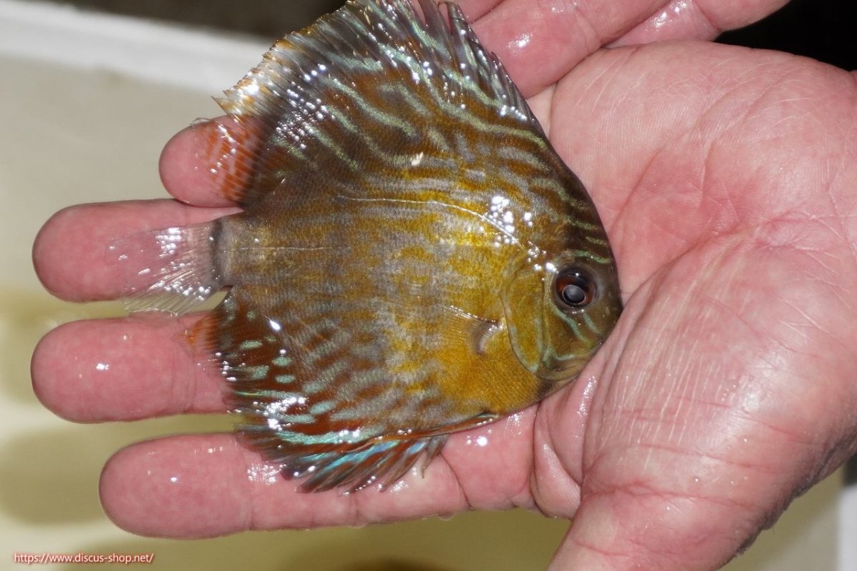 画像2: 【ワイルドディスカス】【通販】【３年ぶりの入荷】ラーゴスララロイヤル　ヤングスター【個体販売】9-10ｃｍ（生体）ラーゴスララ産 (2)