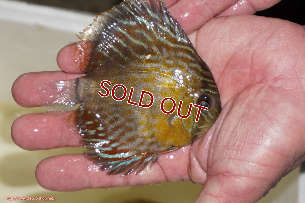 画像2: 【ワイルドディスカス】【通販】【３年ぶりの入荷】ラーゴスララロイヤル　ヤングスター【個体販売】9-10ｃｍ（生体）ラーゴスララ産 (2)