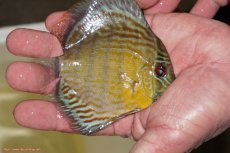 画像2: 【ワイルドディスカス】【通販】【３年ぶりの入荷】ラーゴスララロイヤル　ヤングスター【個体販売】9-10ｃｍ（生体）ラーゴスララ産 (2)