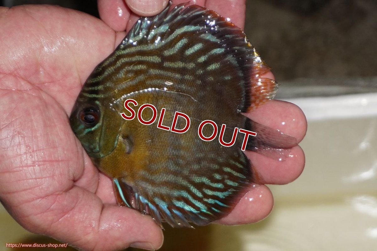 画像1: 【ワイルドディスカス】【通販】【３年ぶりの入荷】ラーゴスララロイヤル　ヤングスター【個体販売】9-10ｃｍ（生体）ラーゴスララ産 (1)