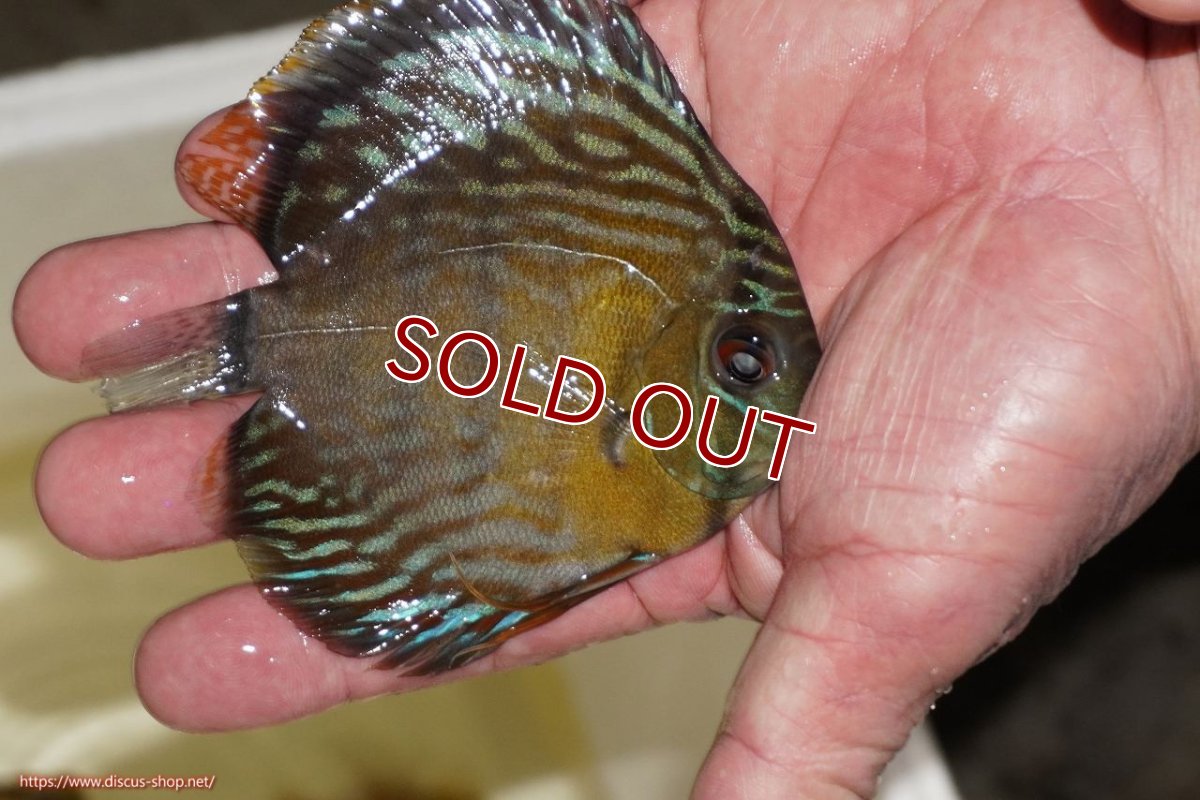 画像2: 【ワイルドディスカス】【通販】【３年ぶりの入荷】ラーゴスララロイヤル　ヤングスター【個体販売】9-10ｃｍ（生体）ラーゴスララ産 (2)