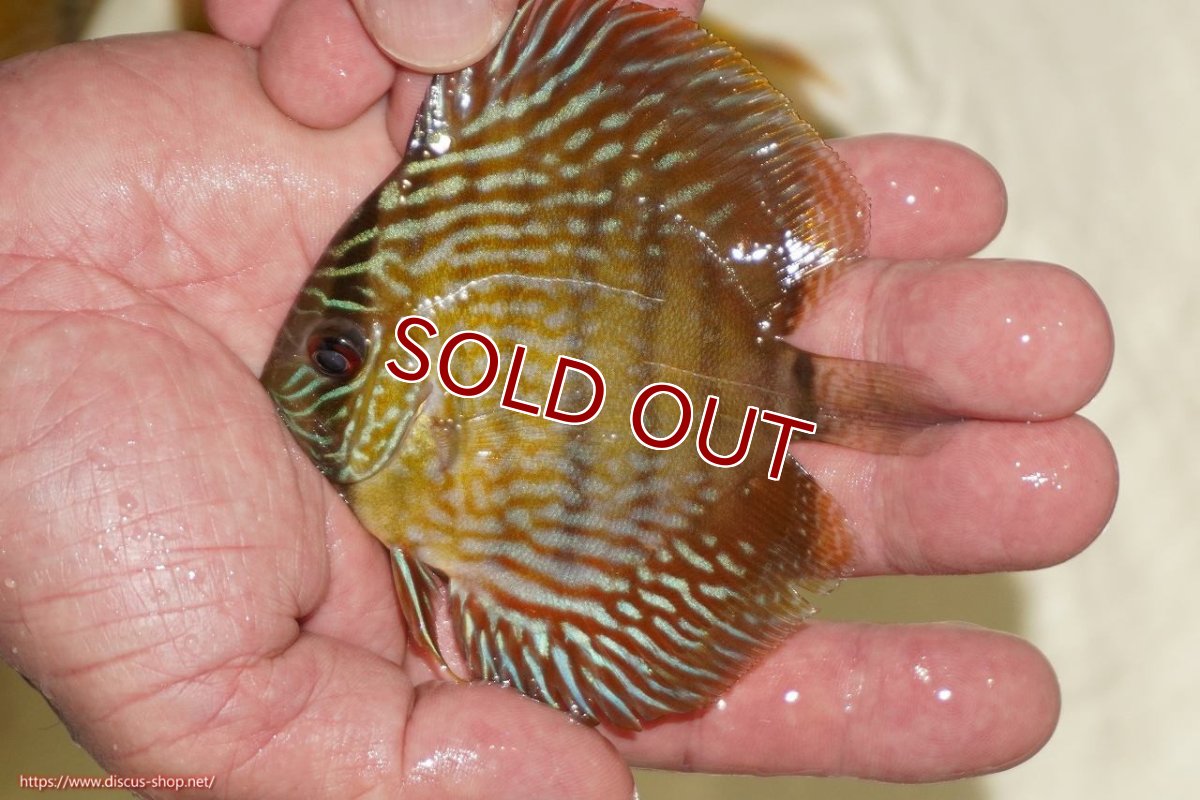 画像1: 【ワイルドディスカス】【通販】【３年ぶりの入荷】ラーゴスララロイヤル　ヤングスター【個体販売】9-10ｃｍ（生体）ラーゴスララ産 (1)