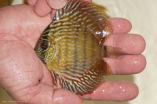 画像1: 【ワイルドディスカス】【通販】【３年ぶりの入荷】ラーゴスララロイヤル　ヤングスター【個体販売】9-10ｃｍ（生体）ラーゴスララ産 (1)