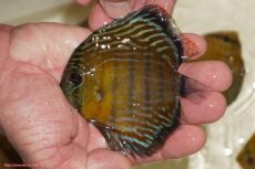 画像1: 【ワイルドディスカス】【通販】【３年ぶりの入荷】ラーゴスララロイヤル　ヤングスター【個体販売】9-10ｃｍ（生体）ラーゴスララ産 (1)