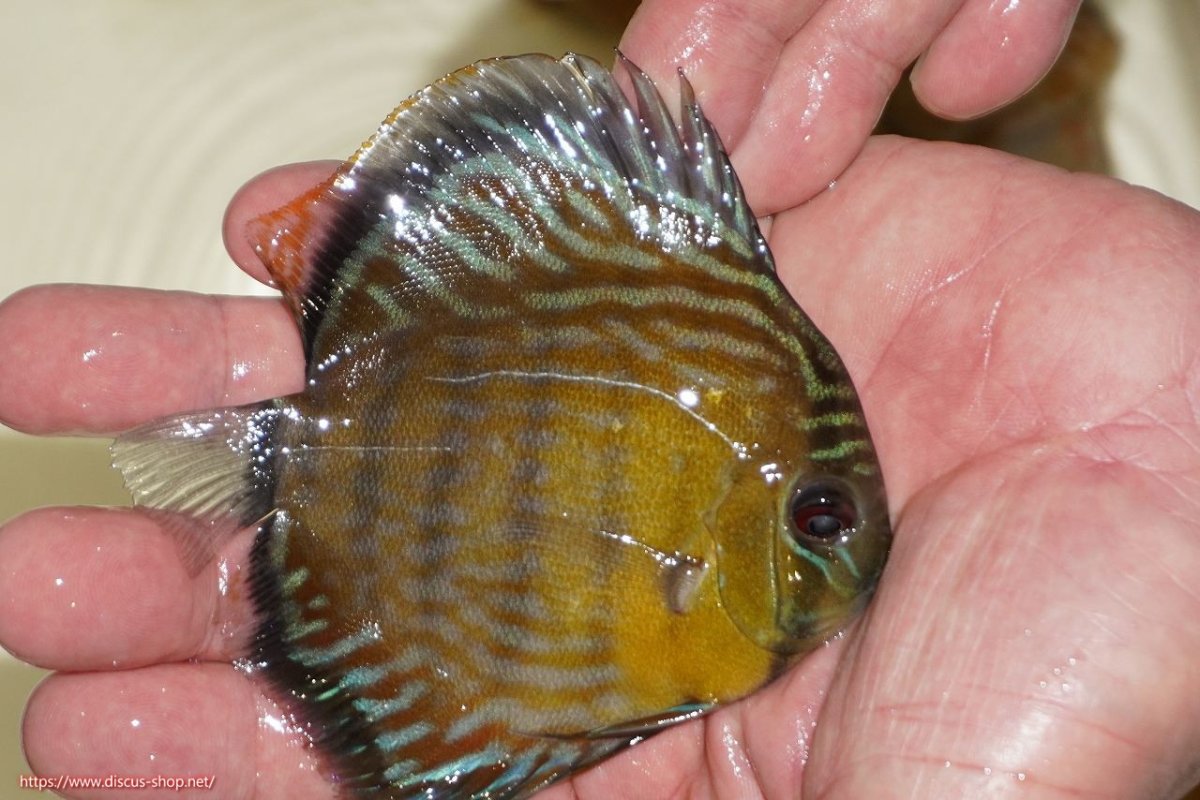 画像2: 【ワイルドディスカス】【通販】【３年ぶりの入荷】ラーゴスララロイヤル　ヤングスター【個体販売】9-10ｃｍ（生体）ラーゴスララ産 (2)