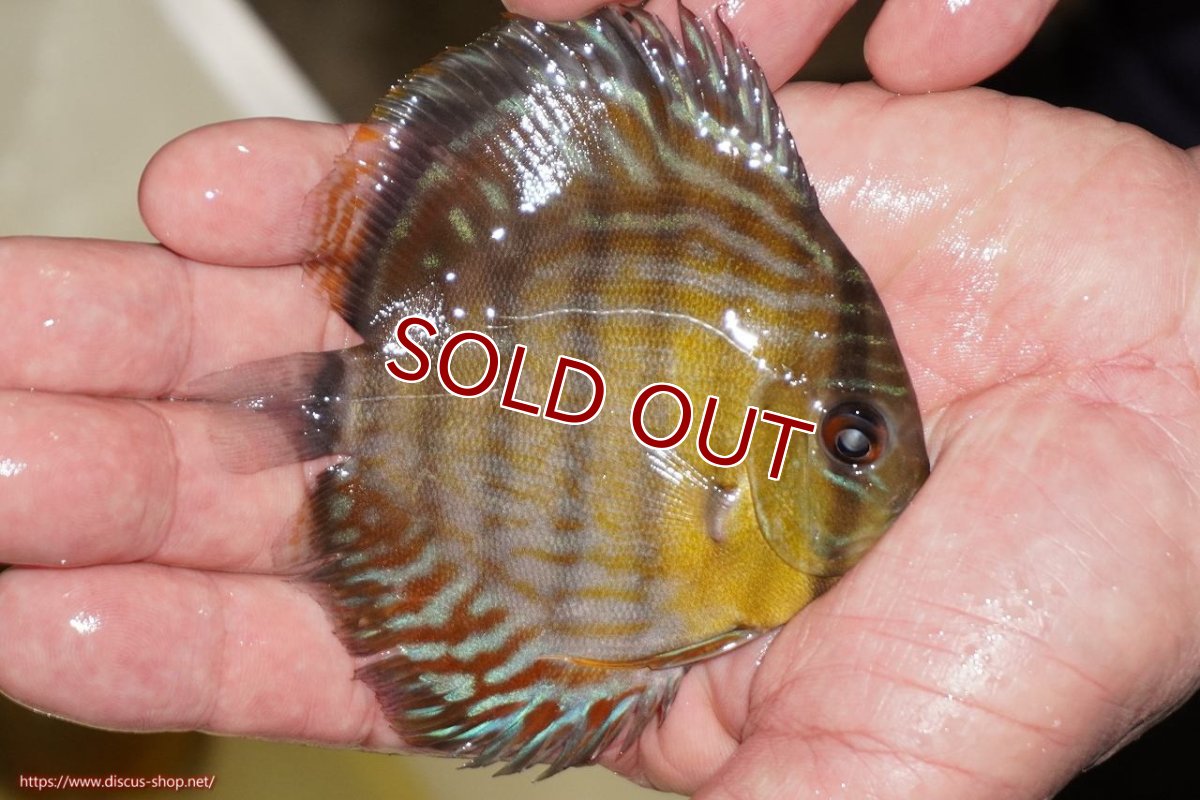 画像2: 【ワイルドディスカス】【通販】【３年ぶりの入荷】ラーゴスララロイヤル　ヤングスター【個体販売】9-10ｃｍ（生体）ラーゴスララ産 (2)