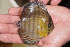 画像2: 【ワイルドディスカス】【通販】【３年ぶりの入荷】ラーゴスララロイヤル　ヤングスター【個体販売】9-10ｃｍ（生体）ラーゴスララ産 (2)