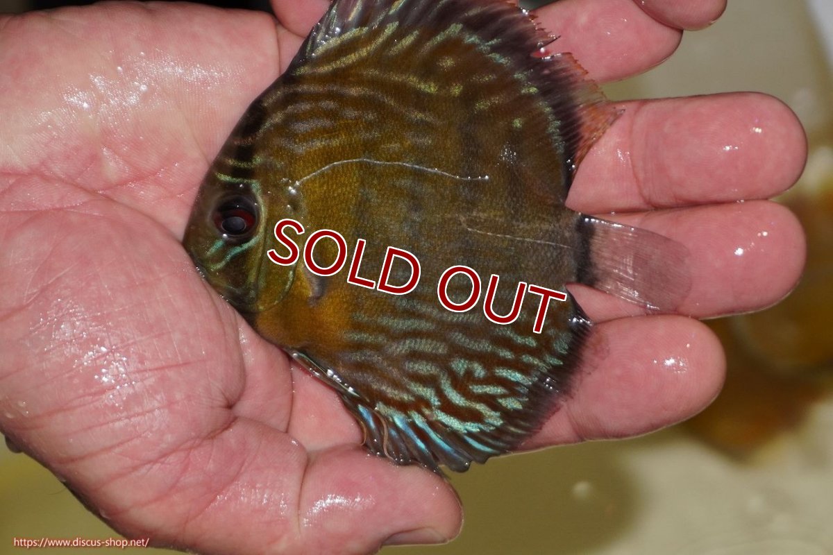 画像1: 【ワイルドディスカス】【通販】【３年ぶりの入荷】ラーゴスララロイヤル　ヤングスター【個体販売】9-10ｃｍ（生体）ラーゴスララ産 (1)