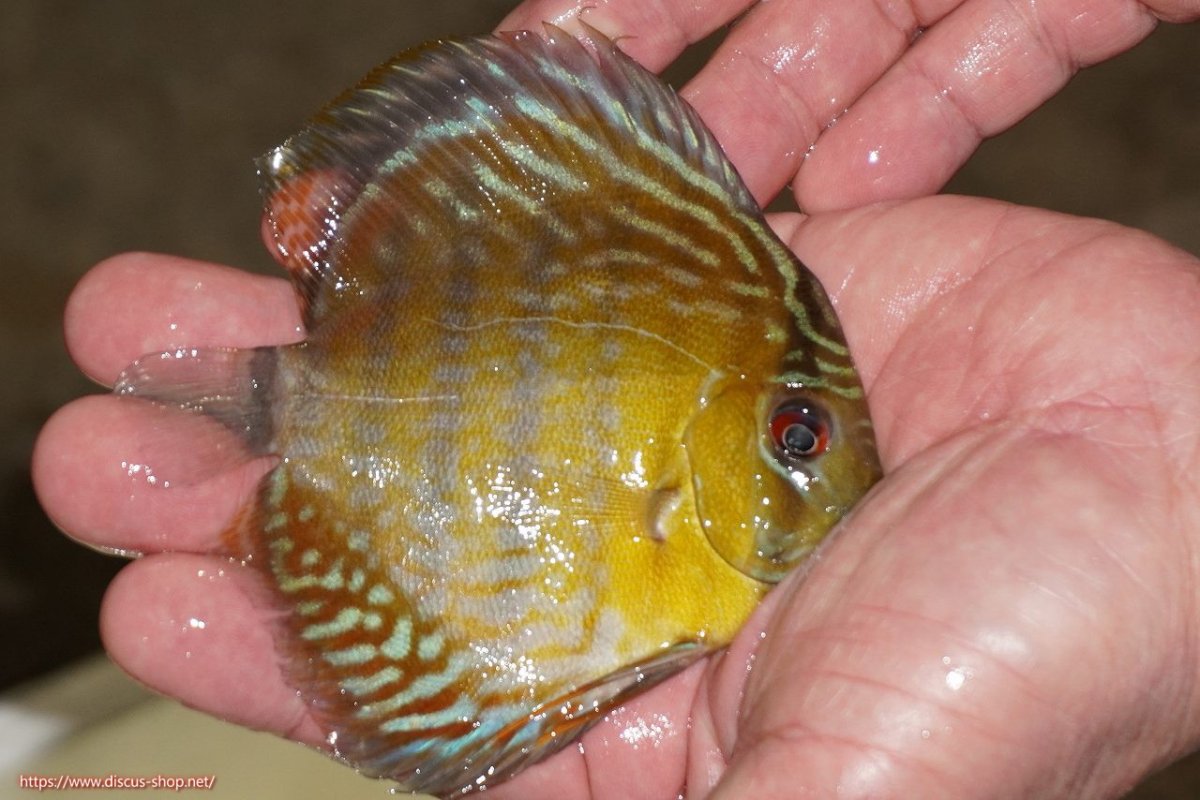 画像2: 【ワイルドディスカス】【通販】【３年ぶりの入荷】ラーゴスララロイヤル　ヤングスター【個体販売】9-10ｃｍ（生体）ラーゴスララ産 (2)