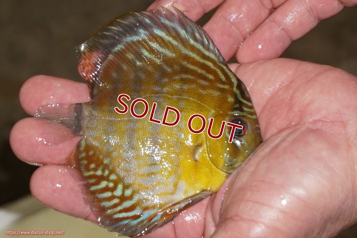 画像2: 【30周年記念セール対象個体】【ワイルドディスカス】【通販】【３年ぶりの入荷】ラーゴスララロイヤル　ヤングスター【個体販売】9-10ｃｍ（生体）ラーゴスララ産 (2)