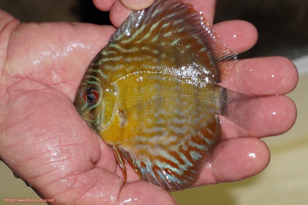 画像1: 【ワイルドディスカス】【通販】【３年ぶりの入荷】ラーゴスララロイヤル　ヤングスター【個体販売】9-10ｃｍ（生体）ラーゴスララ産 (1)