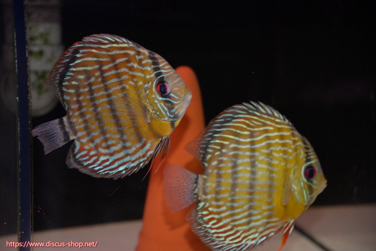 画像1: 【30周年記念セール対象個体】【ワイルドディスカス】【通販】【３年ぶりの入荷】ラーゴスララスーパーロイヤル【個体ペア販売】15-16cm（生体）ラーゴスララ産 (1)