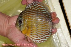 画像6: 【30周年記念セール対象個体】【ワイルドディスカス】【通販】【３年ぶりの入荷】ラーゴスララスーパーロイヤル【個体ペア販売】15-16cm（生体）ラーゴスララ産 (6)