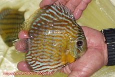 画像7: 【30周年記念セール対象個体】【ワイルドディスカス】【通販】【３年ぶりの入荷】ラーゴスララスーパーロイヤル【個体ペア販売】15-16cm（生体）ラーゴスララ産 (7)