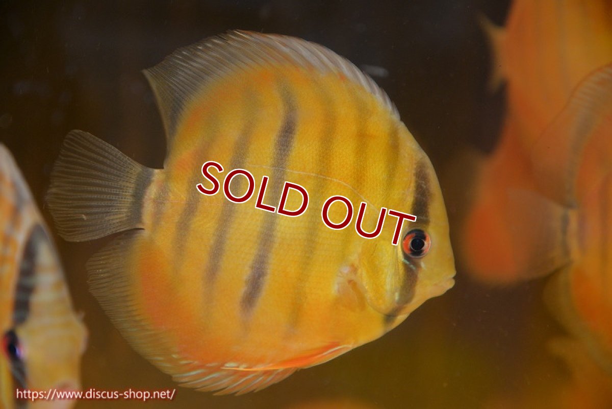 画像1: 【ワイルドディスカス】【通販】ウラリアソリッドイエローセンターバー　ヤングスター【個体販売】9-11cm（生体）ウラリア産 (1)