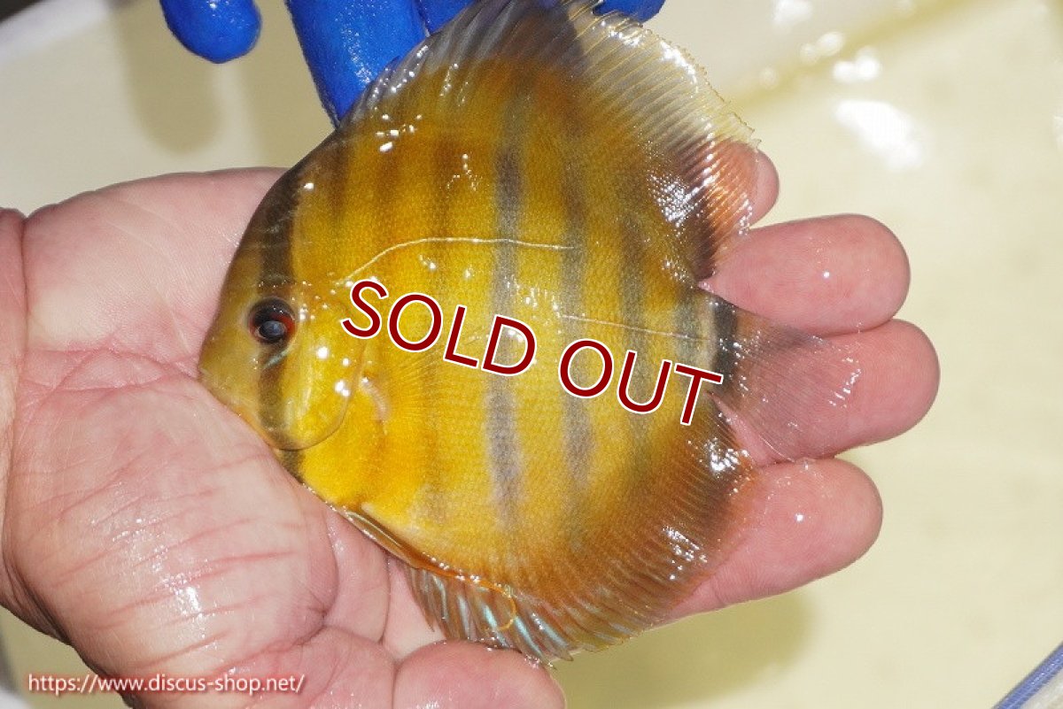 画像3: 【ワイルドディスカス】【通販】ウラリアソリッドイエローセンターバー　ヤングスター【個体販売】9-11cm（生体）ウラリア産 (3)
