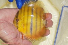 画像1: 【ワイルドディスカス】【通販】ウラリアソリッドイエローセンターバー　ヤングスター【個体販売】9-11cm（生体）ウラリア産 (1)