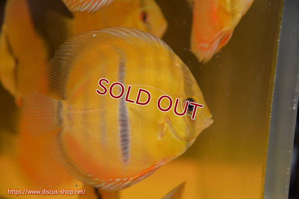 画像2: 【ワイルドディスカス】【通販】ウラリアソリッドイエローセンターバー　ヤングスター【個体販売】9-11cm（生体）ウラリア産 (2)