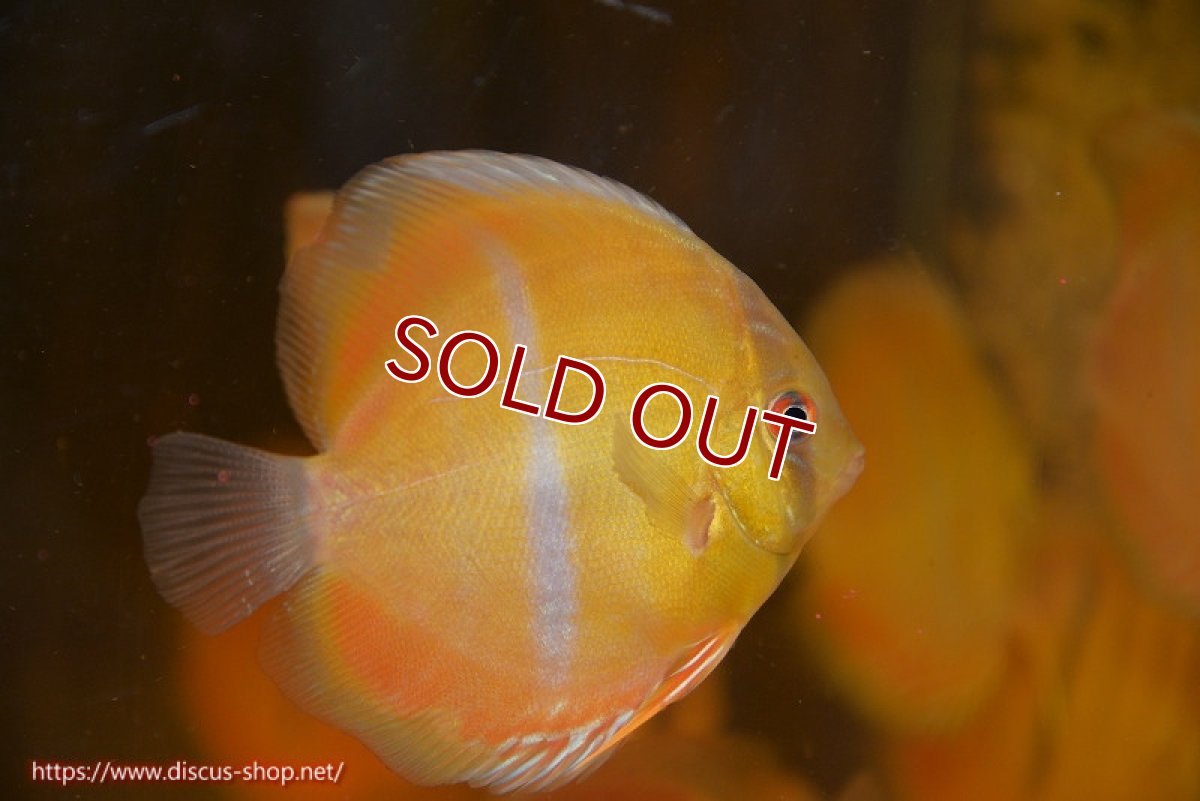 画像1: 【ワイルドディスカス】【通販】ウラリアソリッドイエローセンターバー　ヤングスター【個体販売】9-11cm（生体）ウラリア産 (1)