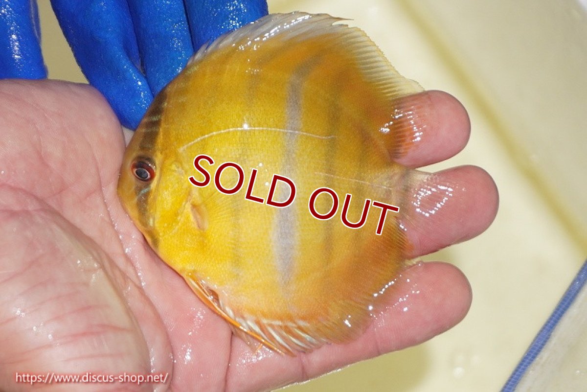 画像2: 【ワイルドディスカス】【通販】ウラリアソリッドイエローセンターバー　ヤングスター【個体販売】9-11cm（生体）ウラリア産 (2)