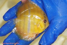 画像3: 【ワイルドディスカス】【通販】ウラリアソリッドイエローセンターバー　ヤングスター【個体販売】9-11cm（生体）ウラリア産 (3)