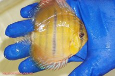 画像3: 【ウィンターセール クーポンご利用で更に10％OFF対象商品】【ワイルドディスカス】【通販】ウラリアソリッドイエローセンターバー　ヤングスター【個体販売】9-11cm（生体）ウラリア産 (3)