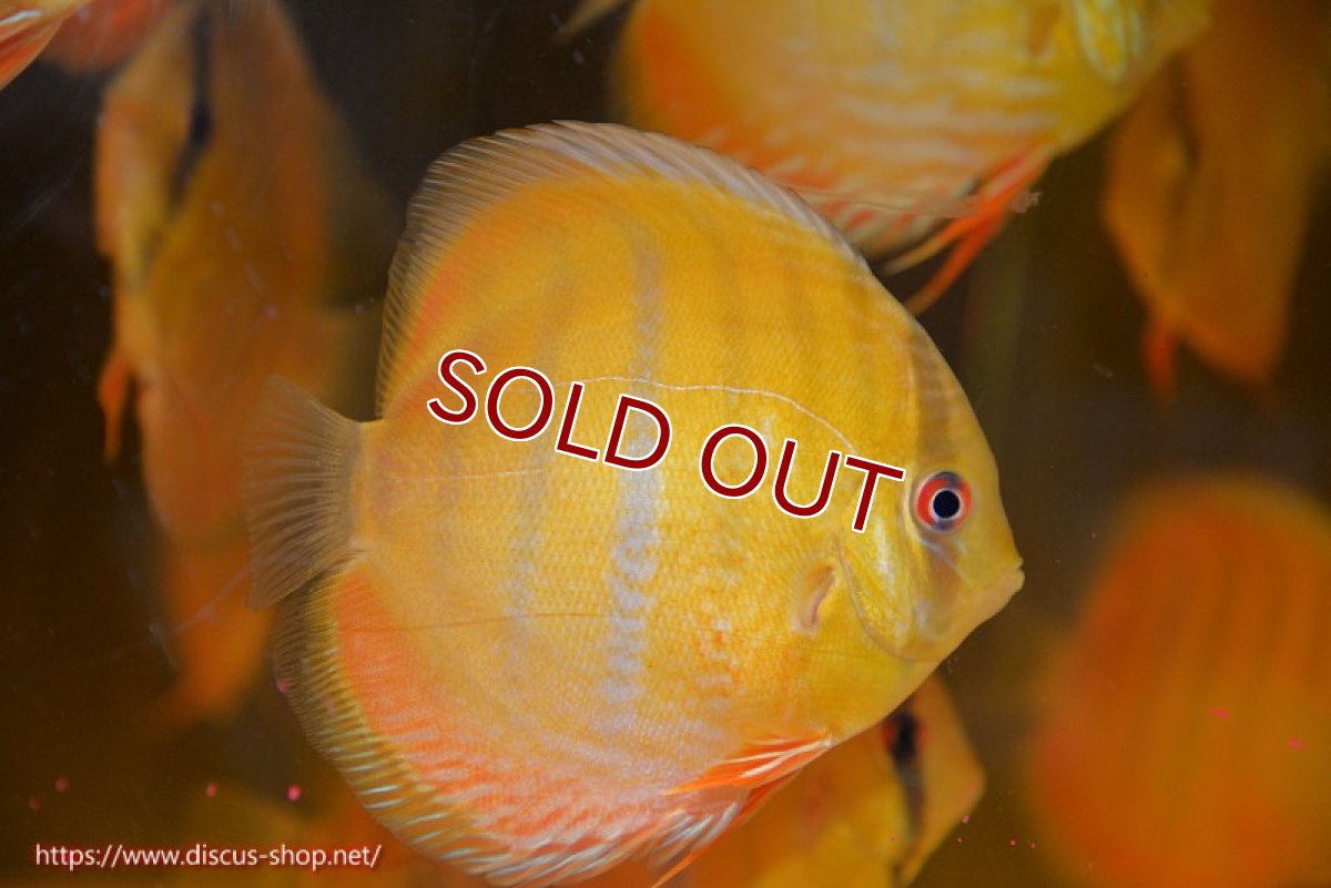 画像1: 【ウィンターセール クーポンご利用で更に10％OFF対象商品】【ワイルドディスカス】【通販】ウラリアソリッドイエローセンターバー　ヤングスター【個体販売】9-11cm（生体）ウラリア産 (1)