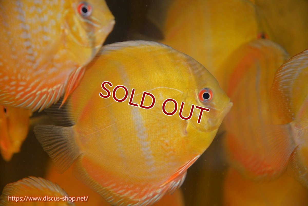 画像3: 【ウィンターセール クーポンご利用で更に10％OFF対象商品】【ワイルドディスカス】【通販】ウラリアソリッドイエローセンターバー　ヤングスター【個体販売】9-11cm（生体）ウラリア産 (3)