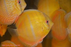 画像3: 【ウィンターセール クーポンご利用で更に10％OFF対象商品】【ワイルドディスカス】【通販】ウラリアソリッドイエローセンターバー　ヤングスター【個体販売】9-11cm（生体）ウラリア産 (3)