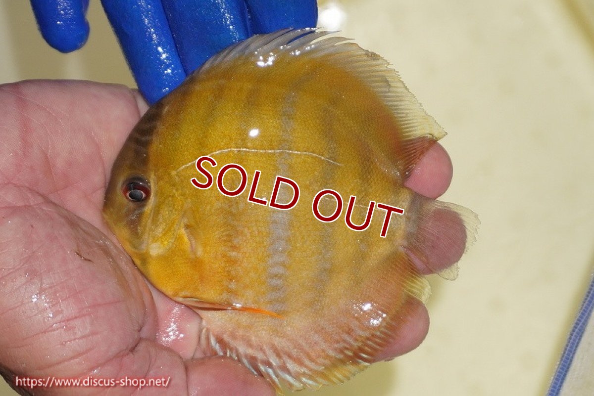 画像4: 【ウィンターセール クーポンご利用で更に10％OFF対象商品】【ワイルドディスカス】【通販】ウラリアソリッドイエローセンターバー　ヤングスター【個体販売】9-11cm（生体）ウラリア産 (4)