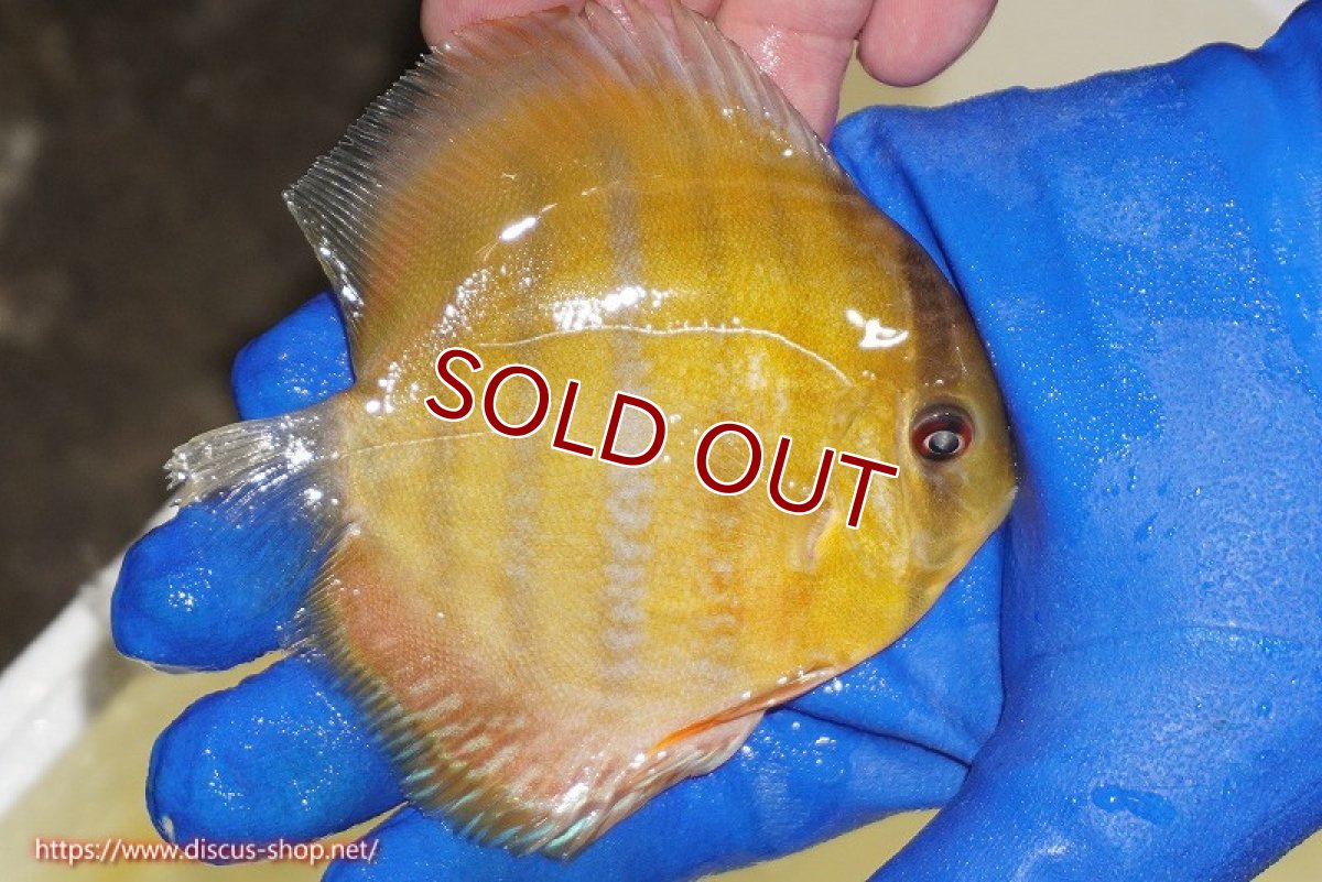 画像5: 【ウィンターセール クーポンご利用で更に10％OFF対象商品】【ワイルドディスカス】【通販】ウラリアソリッドイエローセンターバー　ヤングスター【個体販売】9-11cm（生体）ウラリア産 (5)