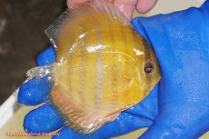 画像5: 【ウィンターセール クーポンご利用で更に10％OFF対象商品】【ワイルドディスカス】【通販】ウラリアソリッドイエローセンターバー　ヤングスター【個体販売】9-11cm（生体）ウラリア産 (5)