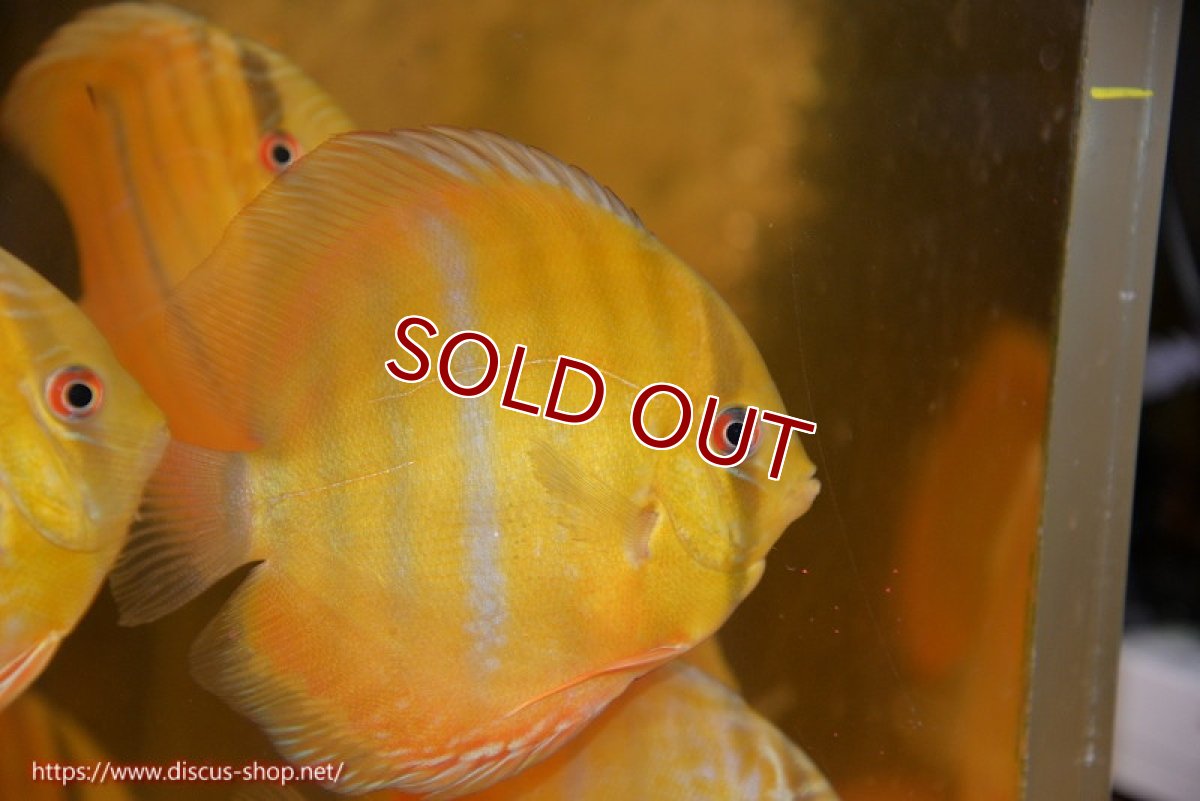 画像1: 【ワイルドディスカス】【通販】ウラリアソリッドイエローセンターバー　ヤングスター【個体販売】9-11cm（生体）ウラリア産 (1)