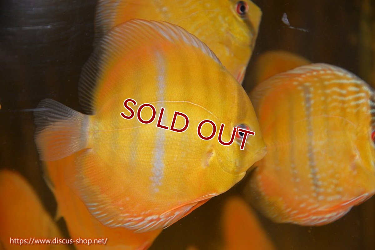 画像2: 【ワイルドディスカス】【通販】ウラリアソリッドイエローセンターバー　ヤングスター【個体販売】9-11cm（生体）ウラリア産 (2)