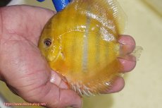 画像3: 【ワイルドディスカス】【通販】ウラリアソリッドイエローセンターバー　ヤングスター【個体販売】9-11cm（生体）ウラリア産 (3)