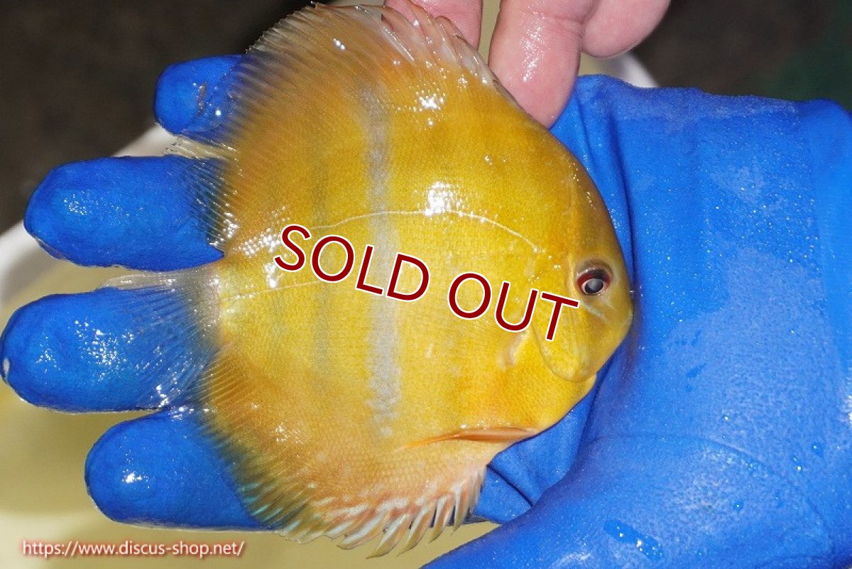 画像4: 【ワイルドディスカス】【通販】ウラリアソリッドイエローセンターバー　ヤングスター【個体販売】9-11cm（生体）ウラリア産 (4)