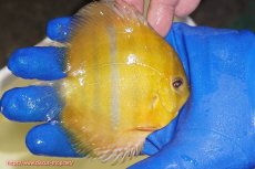 画像4: 【ワイルドディスカス】【通販】ウラリアソリッドイエローセンターバー　ヤングスター【個体販売】9-11cm（生体）ウラリア産 (4)