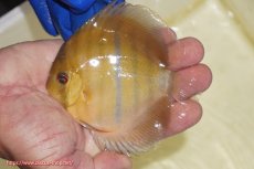 画像1: 【ワイルドディスカス】【通販】ウラリアソリッドイエローセンターバー　ヤングスター【個体販売】9-11cm（生体）ウラリア産 (1)