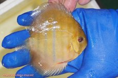 画像2: 【ワイルドディスカス】【通販】ウラリアソリッドイエローセンターバー　ヤングスター【個体販売】9-11cm（生体）ウラリア産 (2)