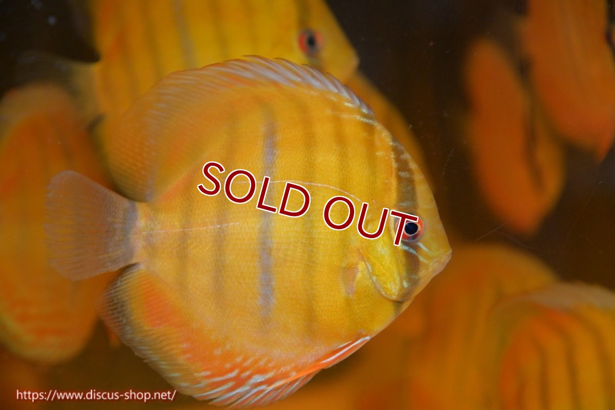 画像1: 【ワイルドディスカス】【通販】ウラリアソリッドイエローセンターバー　ヤングスター【個体販売】9-11cm（生体）ウラリア産 (1)