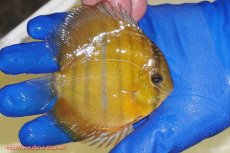 画像3: 【ウィンターセール クーポンご利用で更に10％OFF対象商品】【ワイルドディスカス】【通販】ウラリアソリッドイエローセンターバー　ヤングスター【個体販売】9-11cm（生体）ウラリア産 (3)