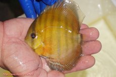 画像1: 【ワイルドディスカス】【通販】ウラリアソリッドレッドパッチ　ヤングスター【個体販売】9-11cm（生体）ウラリア産 (1)