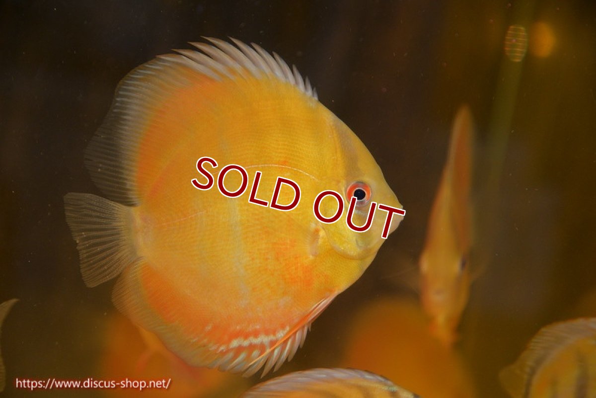 画像2: 【ワイルドディスカス】【通販】ウラリアソリッドレッドパッチ　ヤングスター【個体販売】9-11cm（生体）ウラリア産 (2)