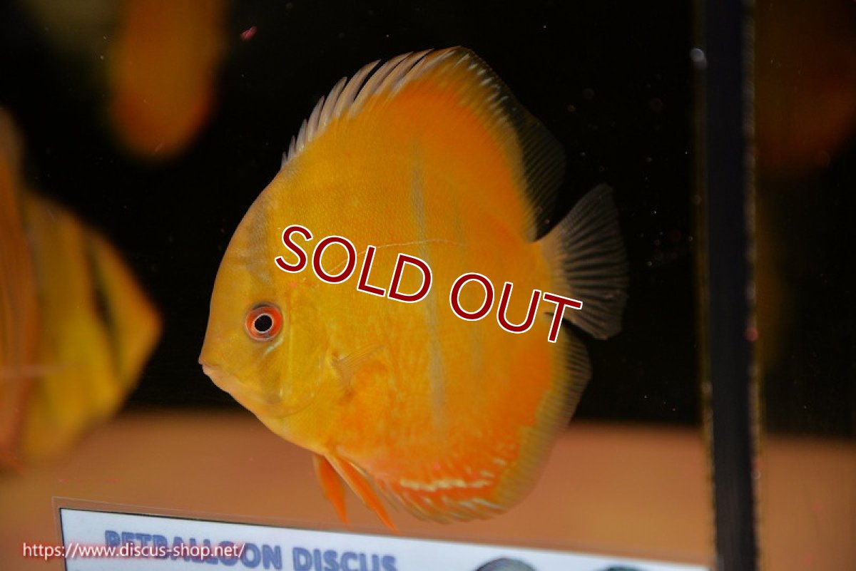 画像1: 【ワイルドディスカス】【通販】ウラリアソリッドレッドセンターバー　ヤングスター【個体販売】9-11cm（生体）ウラリア産 (1)